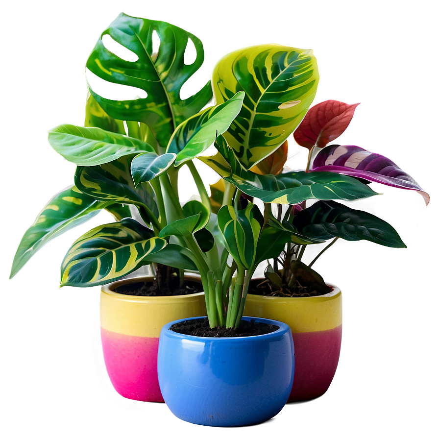 Colorful Houseplant Png Dtg31