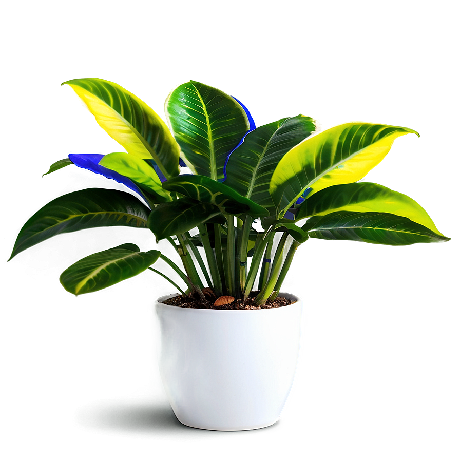 Colorful Houseplant Png Njl34