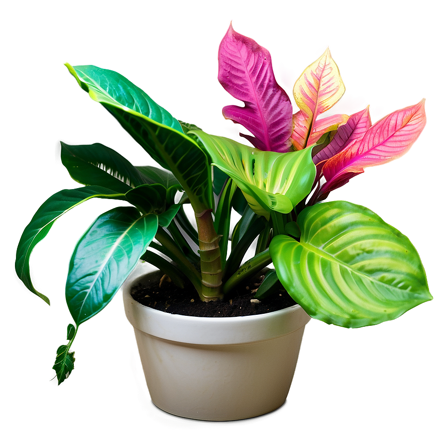 Colorful Houseplant Png Xtj