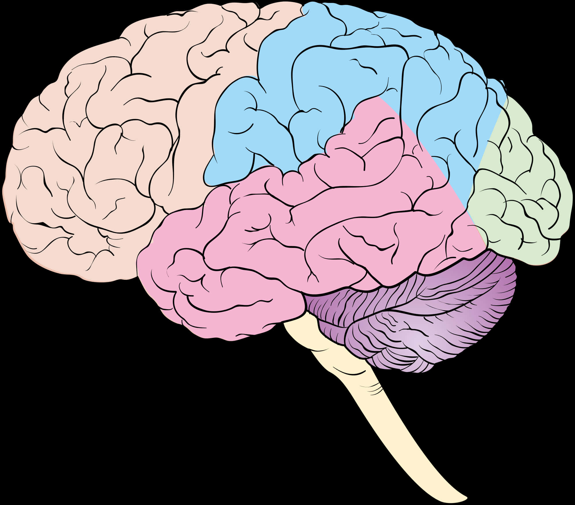 Colorful Human Brain Illustration