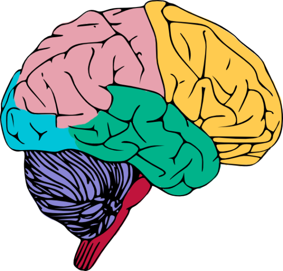 Colorful Human Brain Illustration