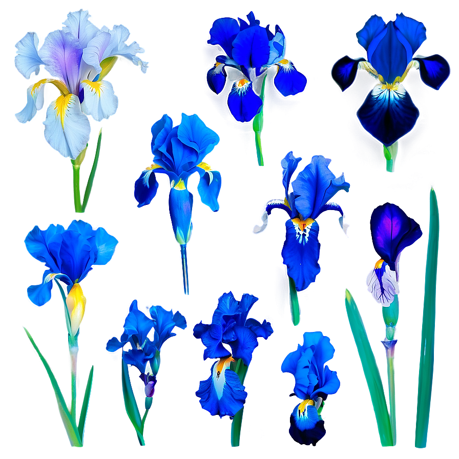 Colorful Iris Collection Png 06122024