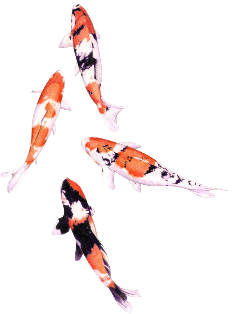 Colorful Koi Fish Swimming