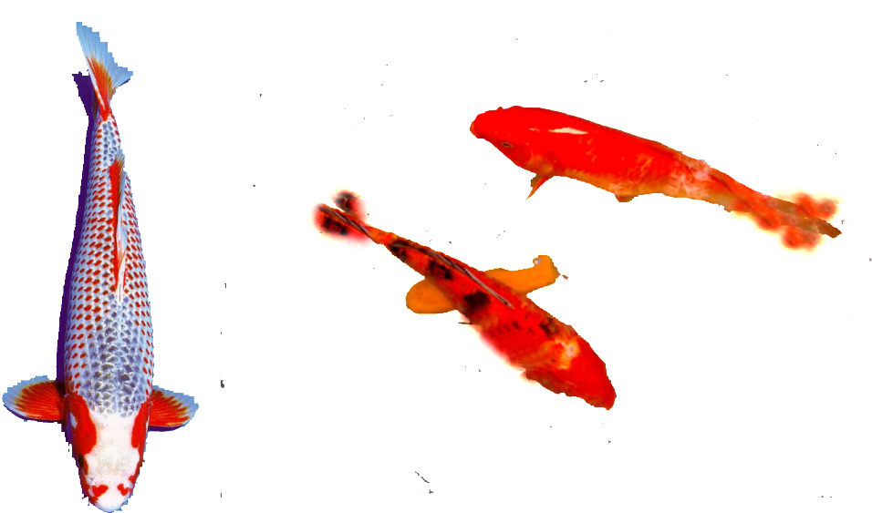 Colorful Koi Fish Swimming