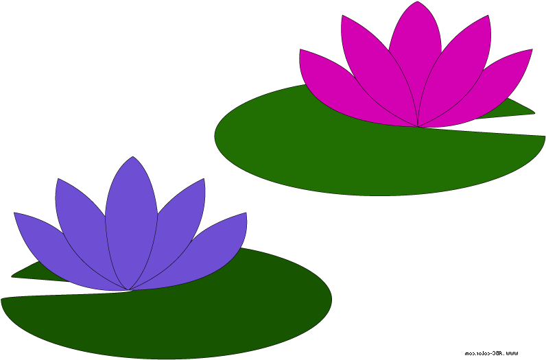 Colorful Lotus Flowers Illustration