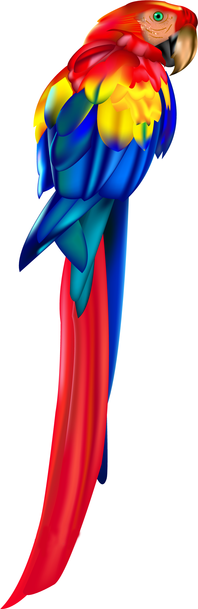 Colorful Macaw Parrot Profile