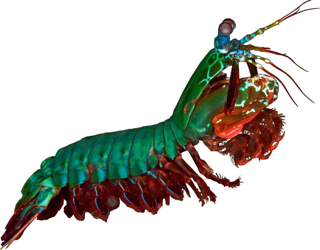 Colorful Mantis Shrimp