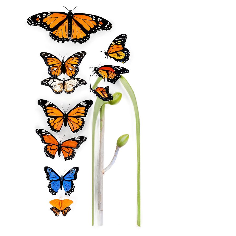 Colorful Monarch Butterflies Png 06252024