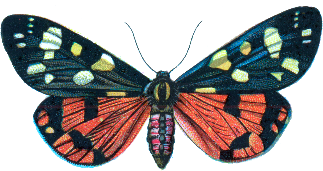 Colorful Moth Illustration