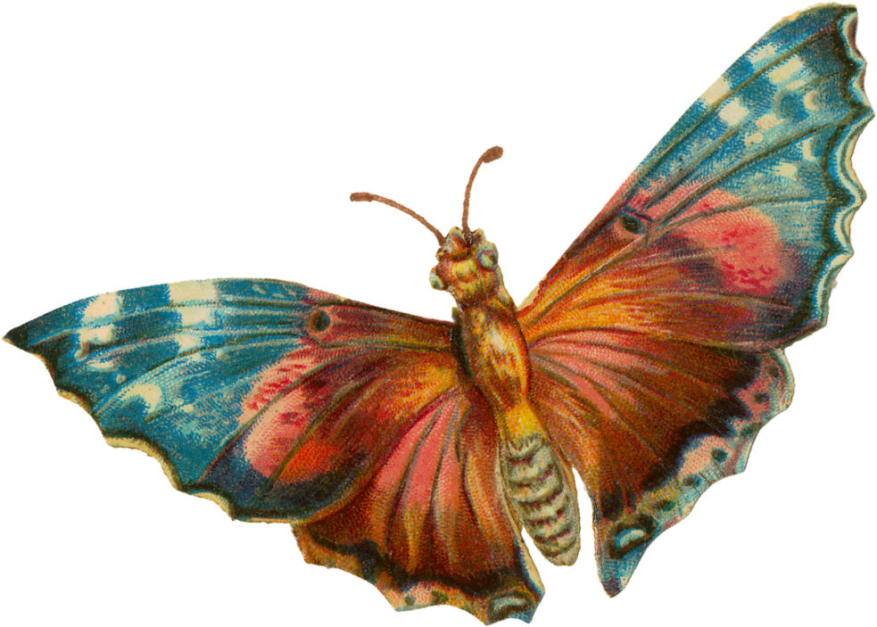 Colorful Moth Illustration