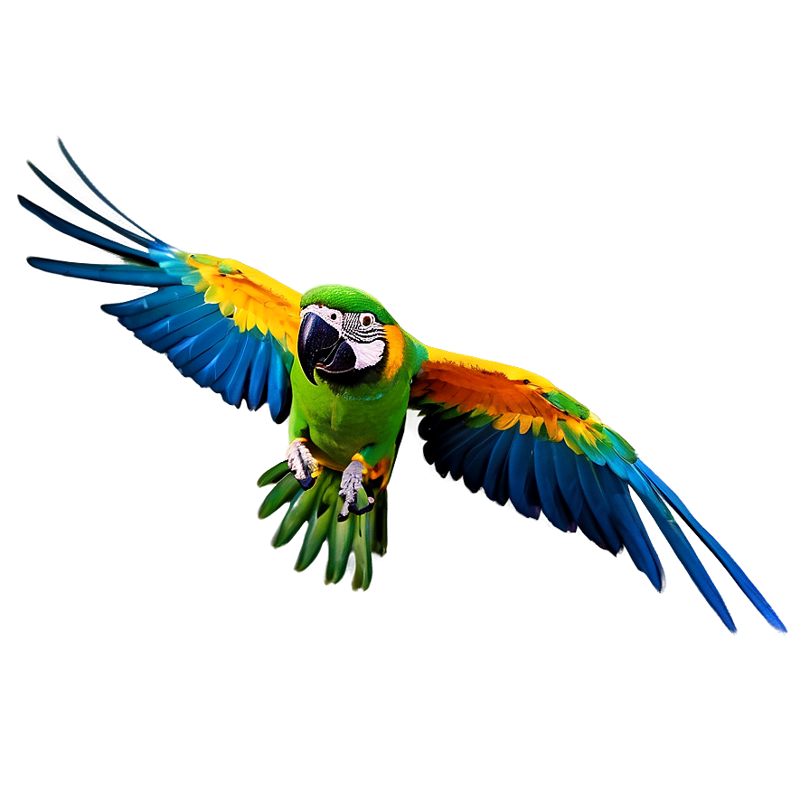 Colorful Parrot Flying Png Rjb60