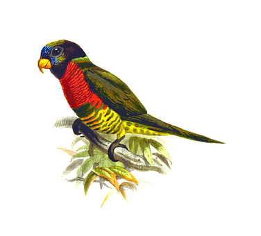 Colorful Parrot Illustration