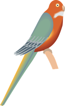 Colorful Parrot Illustration