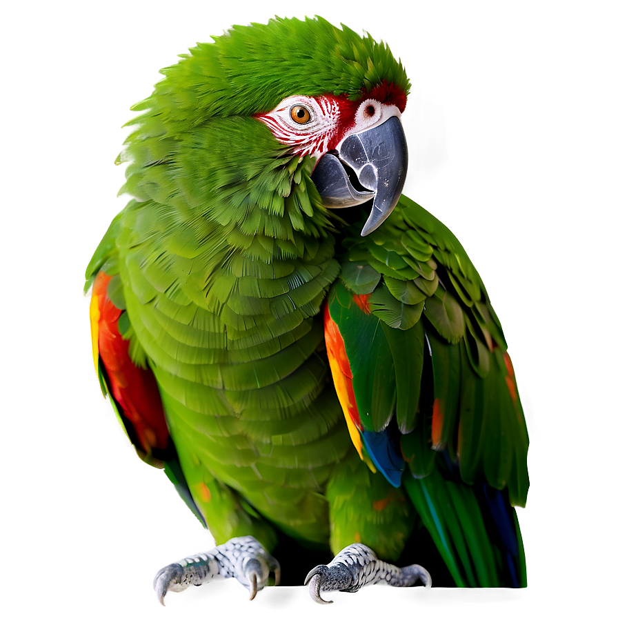 Colorful Parrot Png 44