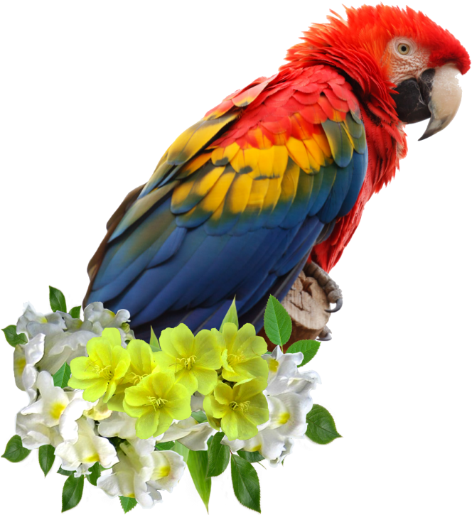 Colorful Parroton Flowers