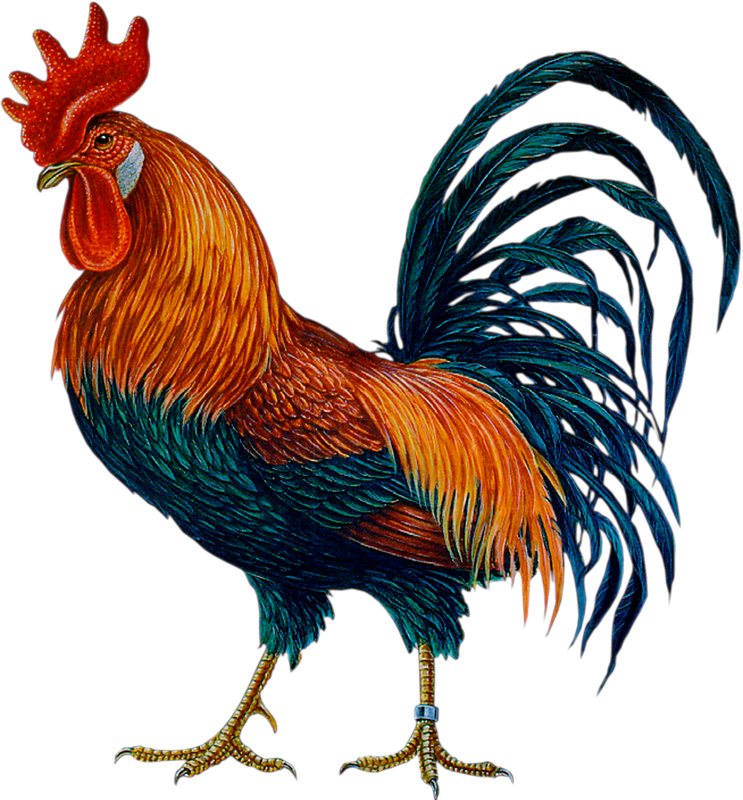 Colorful Rooster Illustration