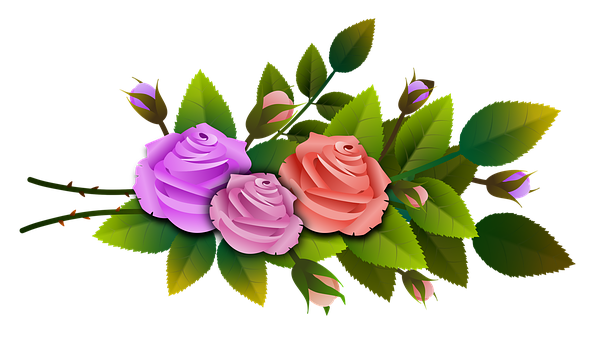 Colorful Roses Black Background