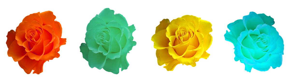 Colorful Roses Black Background