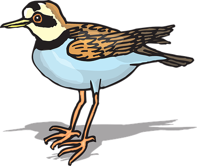 Colorful Shorebird Illustration