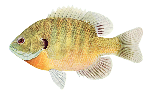 Colorful Sunfish Illustration