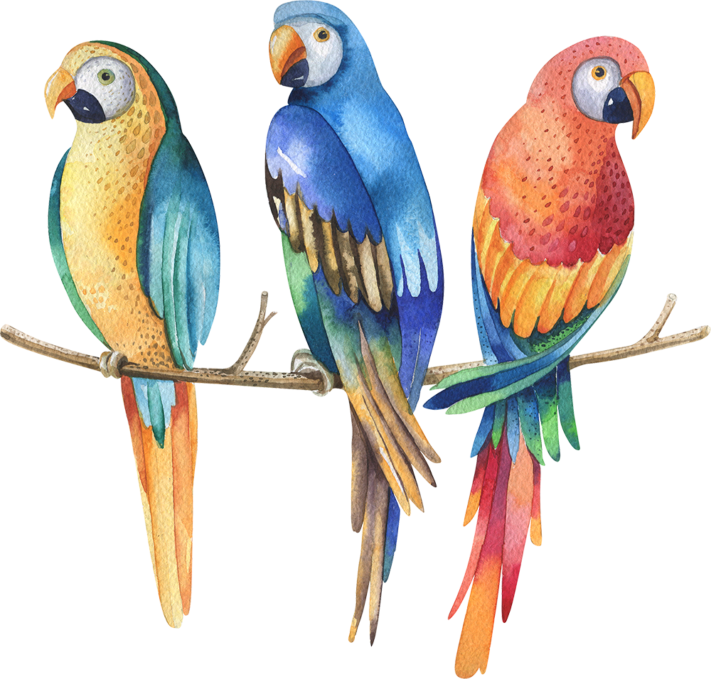 Colorful_ Trio_of_ Parrots_ Watercolor_ Illustration