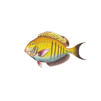 Colorful Tropical Fish Illustration