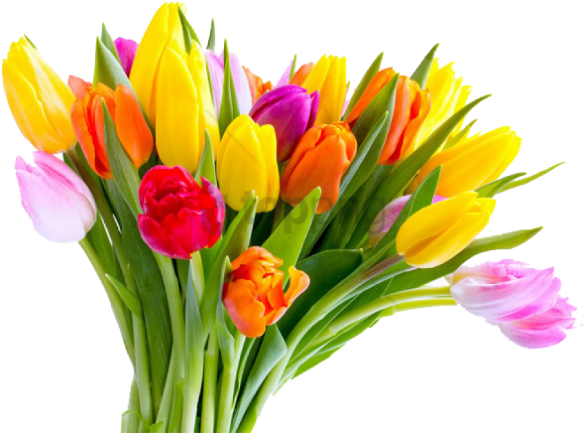 Colorful_ Tulip_ Bouquet_ Transparent_ Background.png