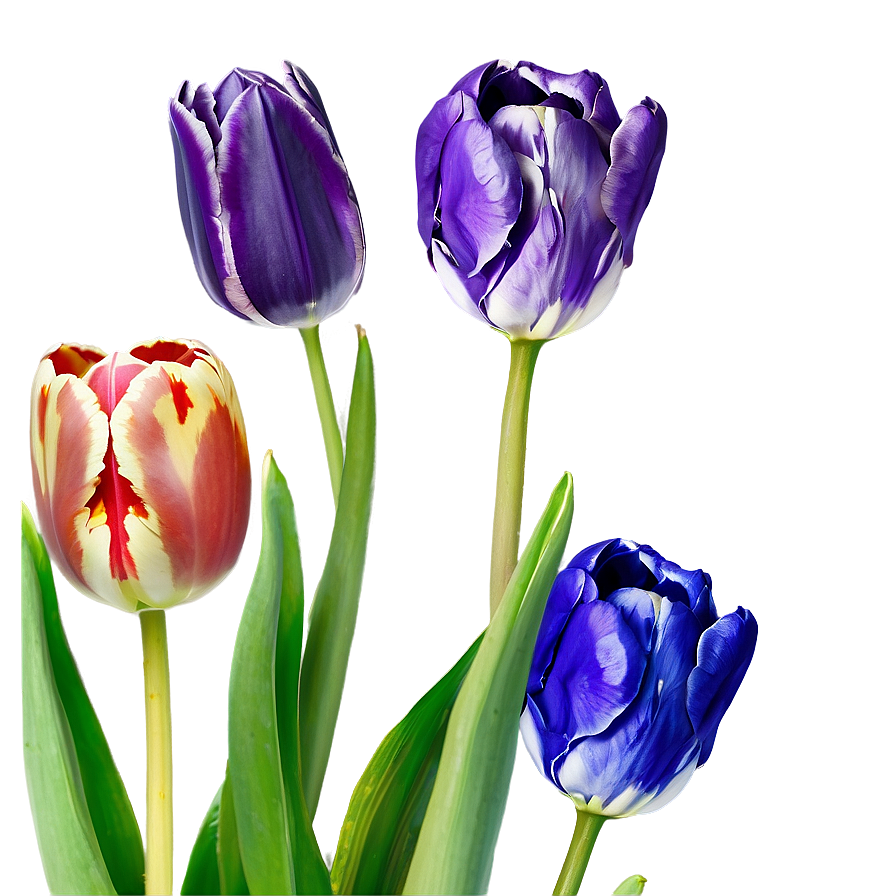 Colorful Tulips Bouquet Png 52