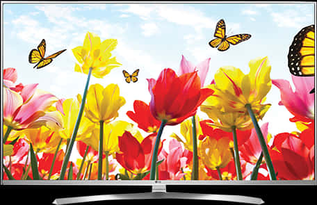 Colorful Tulipsand Butterflies4 K T V Display