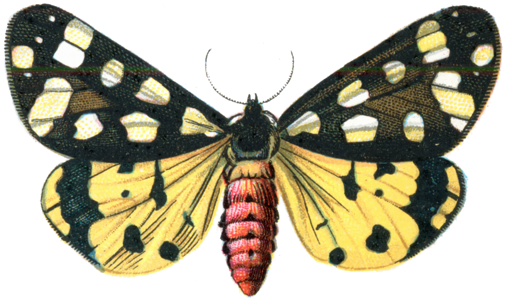 Colorful Vintage Moth Illustration