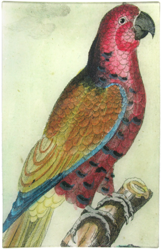 Colorful Vintage Parrot Illustration