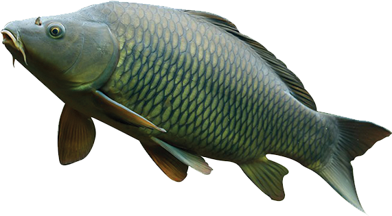 Common Carp Swimming Isolated