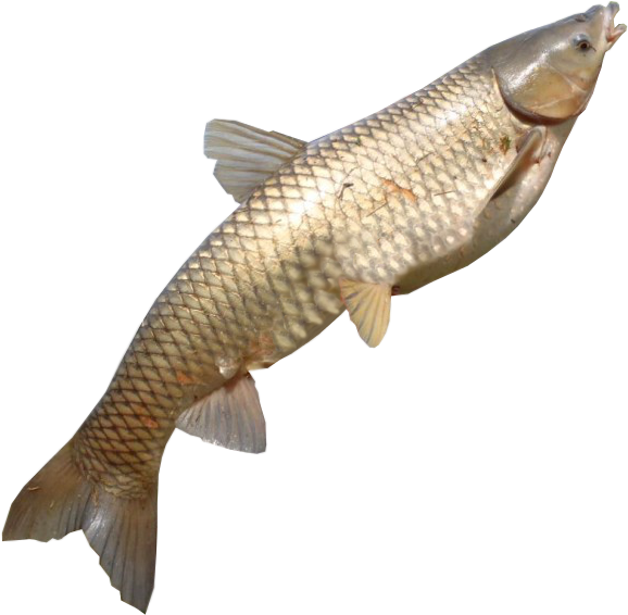 Common Carp Swimming Upward.png