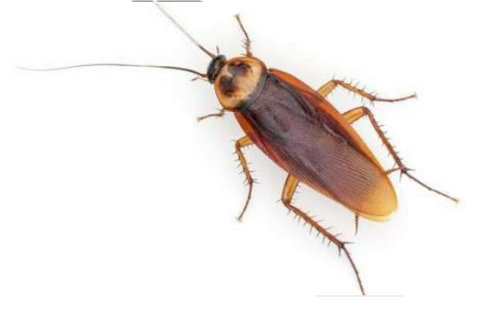 Common Cockroach Isolated