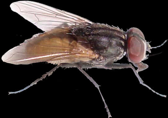 Common Housefly Profile