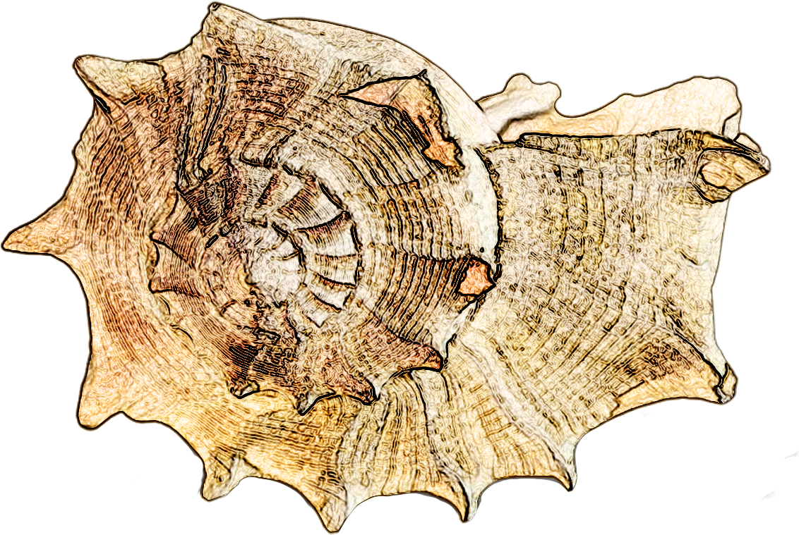 Conch Shell Sketch Artwork