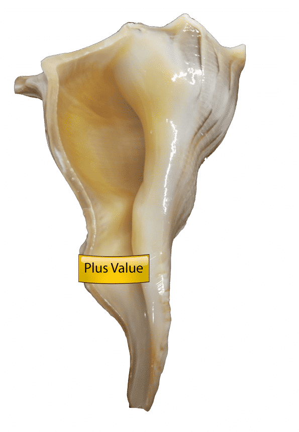 Conch Shell With Label