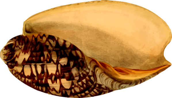 Cone_ Snail_ Shell_ Illustration