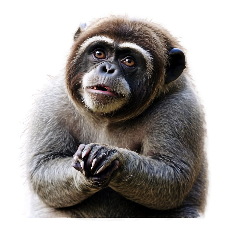 Confused Animal Meme Png Tgk45