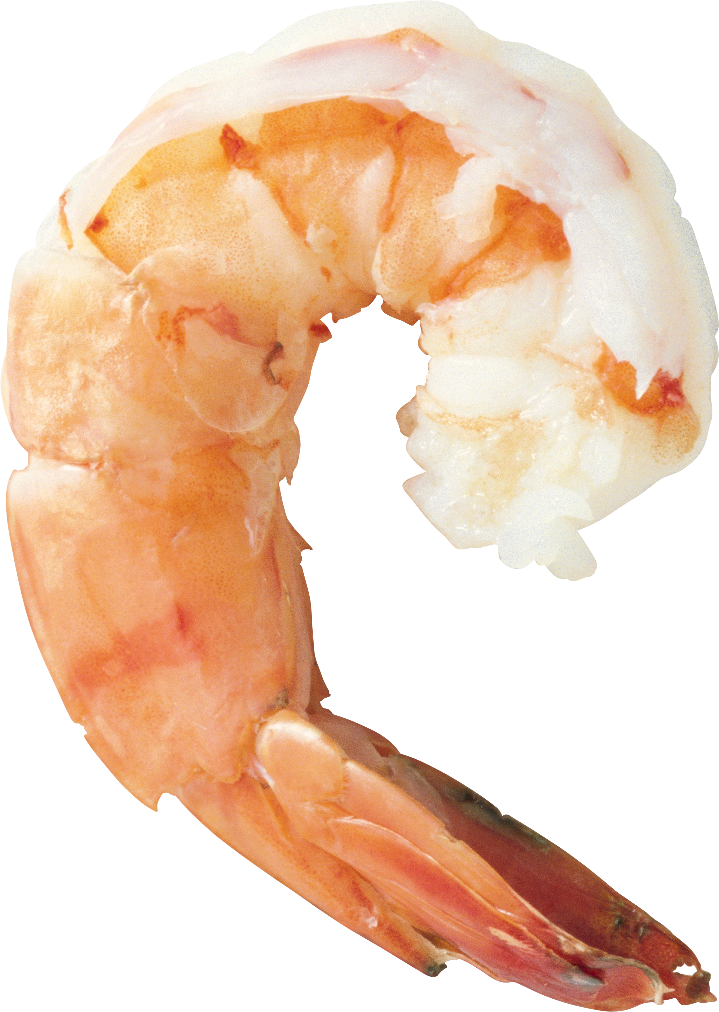 Cooked Shrimp Transparent Background