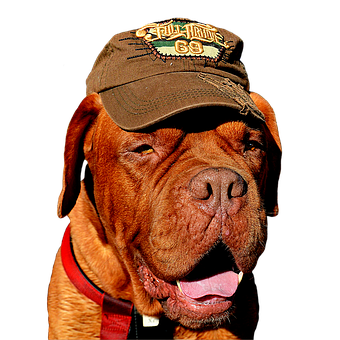 Cool Dog Wearing Cap