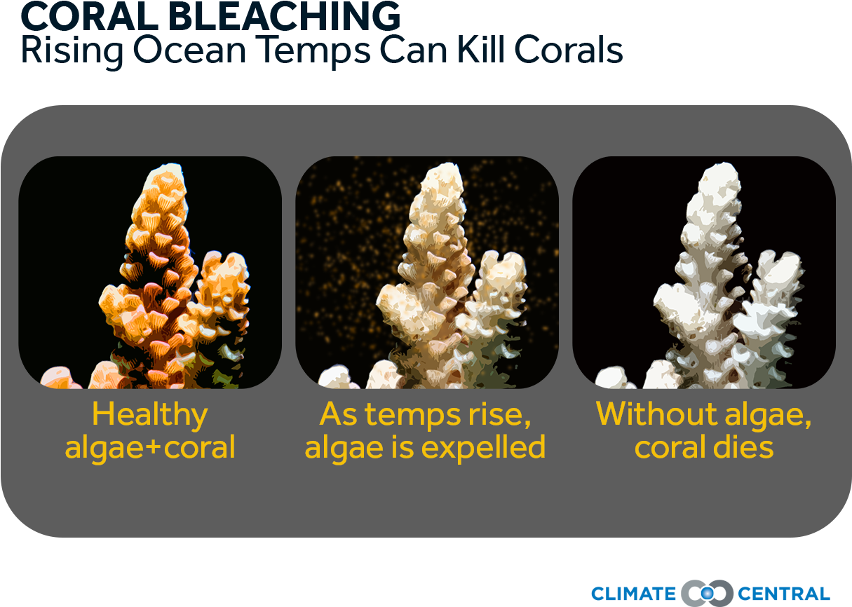 Coral Bleaching Process Climate Impact