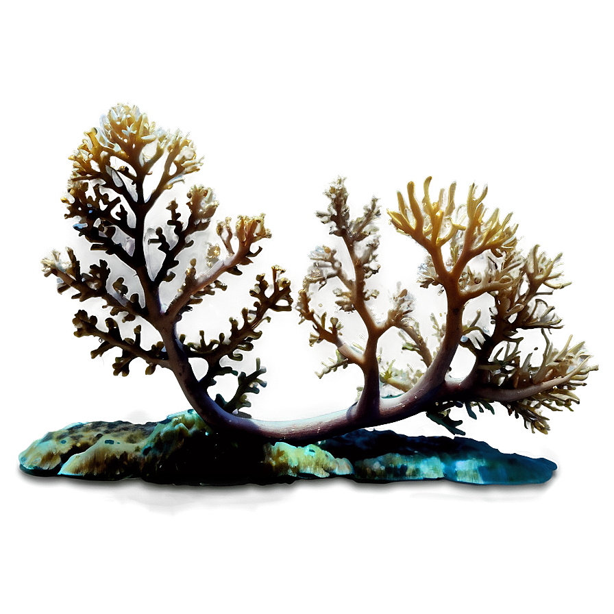 Coral Branch Underwater Png 69