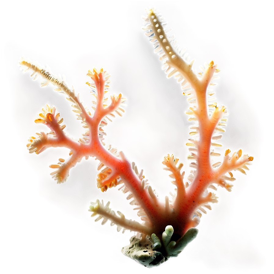 Coral Branch Underwater Png 92