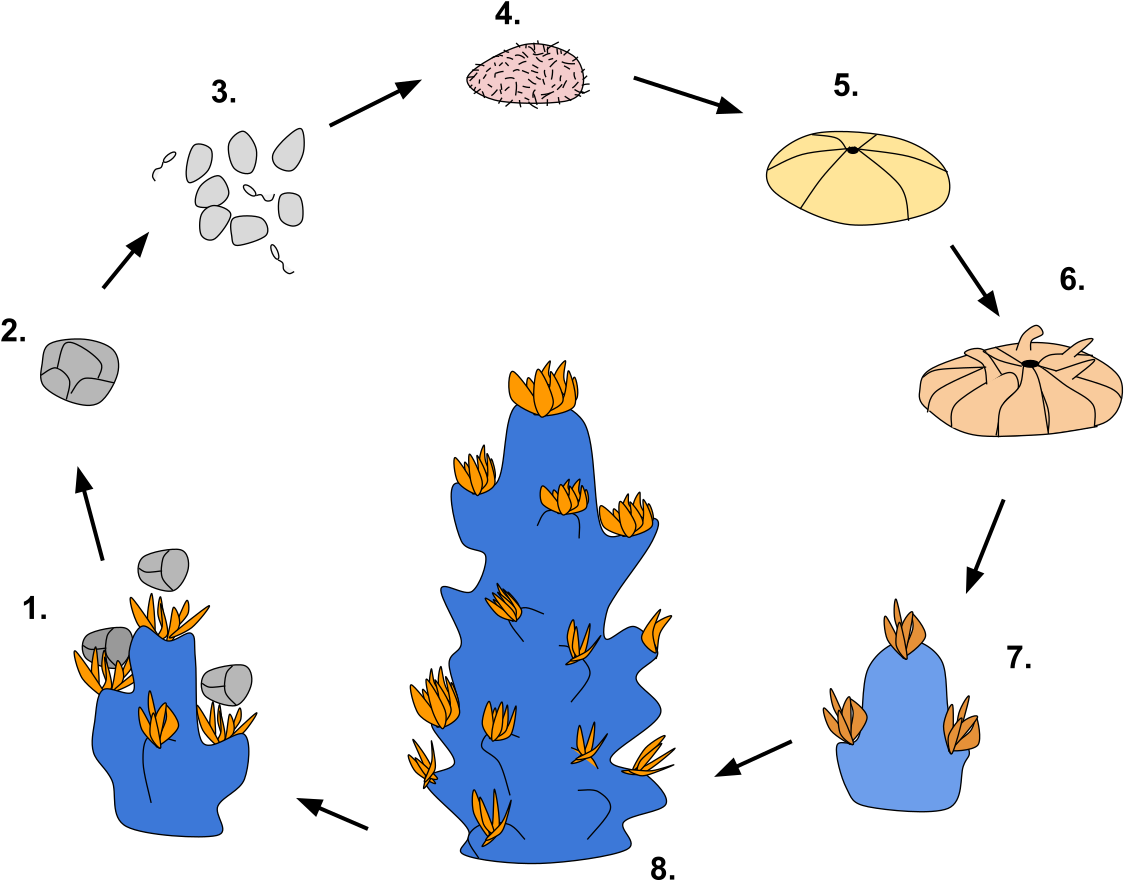 Coral Reproduction Cycle Diagram