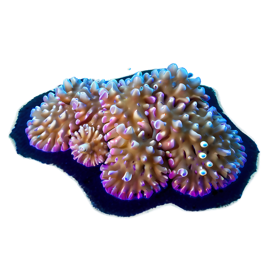 Coral Spawning Event Png 80