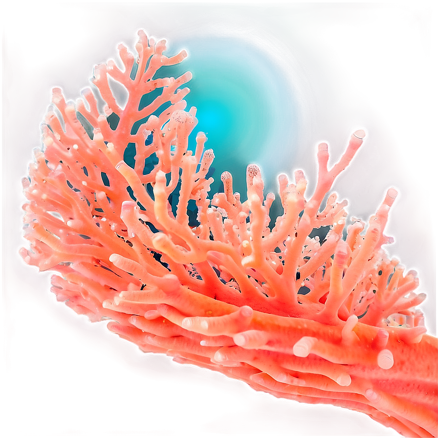 Coral Spawning Event Png Keh56