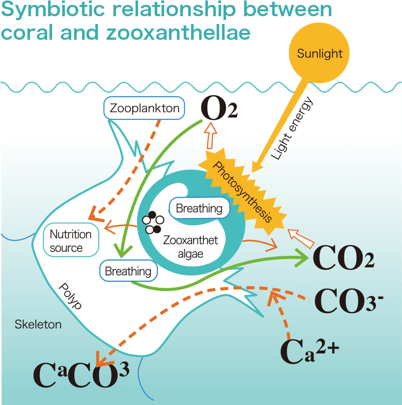 Coral Zooxanthellae Symbiotic Relationship