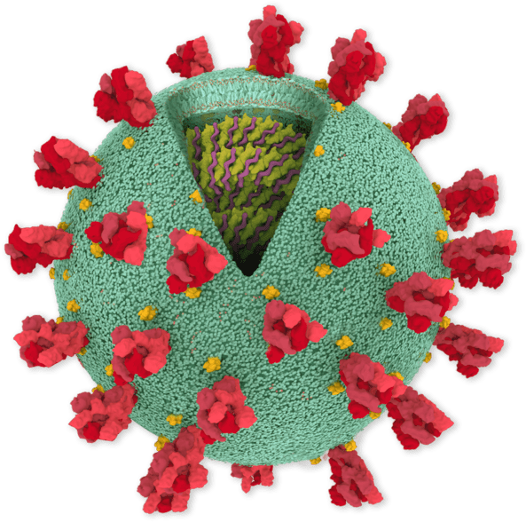 Coronavirus Structure Illustration