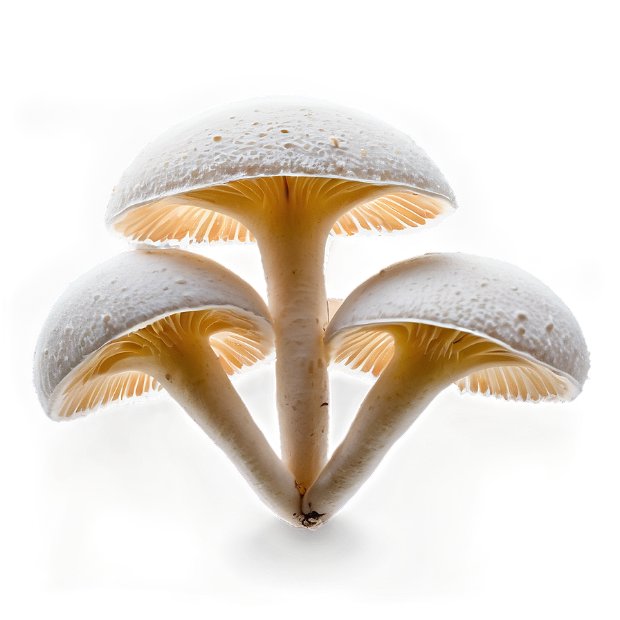 Corticioid Fungi Png Mde